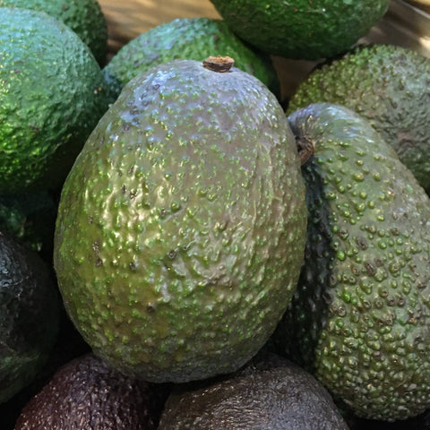 AVOCAT HAAS BIO