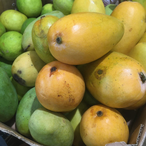 MANGUE SAUVAGE ATAULFO BIO