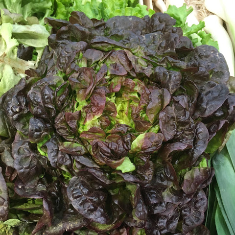 SALADE MARAICHERE BIO FEUILLE DE CHENE ROUGE