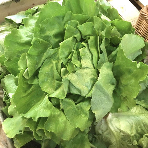SALADE MARAICHERE BIO LAITUE