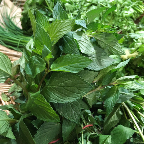 MENTHE BIO
