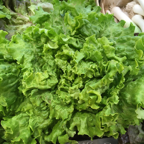 SALADE MARAICHERE BIO BATAVIA