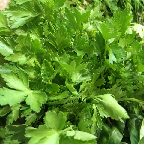 PERSIL PLAT BIO