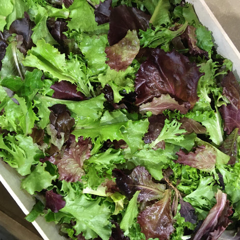 MESCLUN JEUNES POUSSES DE SALADE BIO