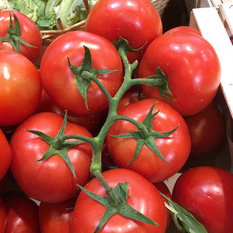 TOMATE GRAPPE BIO