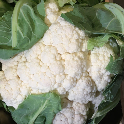 CHOU FLEUR BLANC BIO