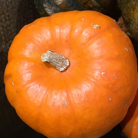 POTIMARRON ORANGE BIO