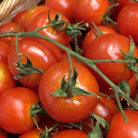 TOMATE CERISE COCKTAIL BIO
