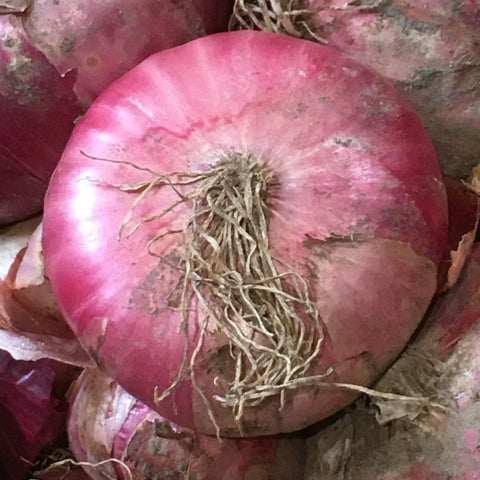 OIGNON ROUGE BIO