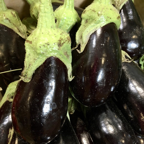 AUBERGINE BIO