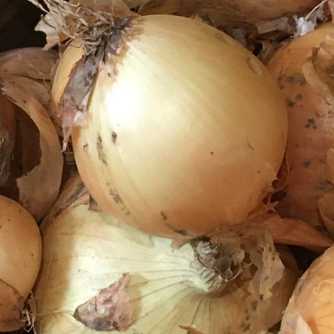 OIGNON JAUNE BIO