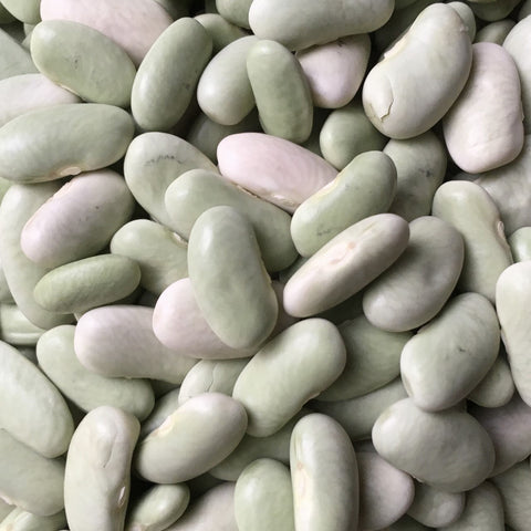 FLAGEOLETS BIO