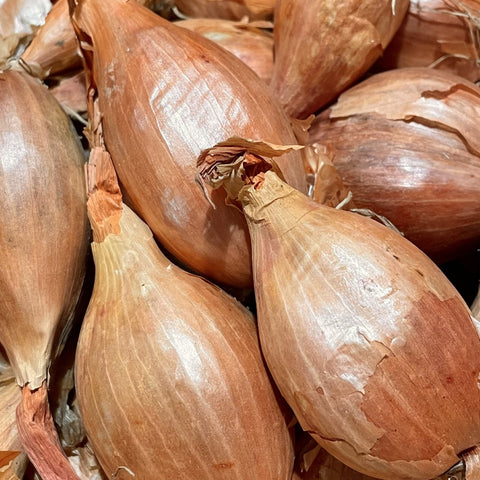 ÉCHALOTES BIO