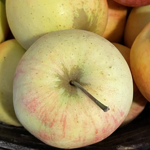 POMME GOLDEN DU LIMOUSIN BIO