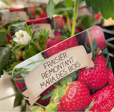 PLAN DE FRAISIER BIO