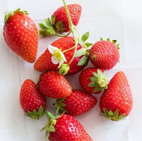 FRAISES BIO