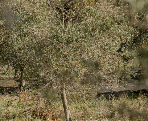 HUILE D'OLIVE VIERGE EXTRA BIO MATURÉE