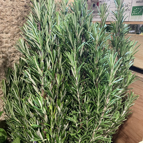 ROMARIN BIO