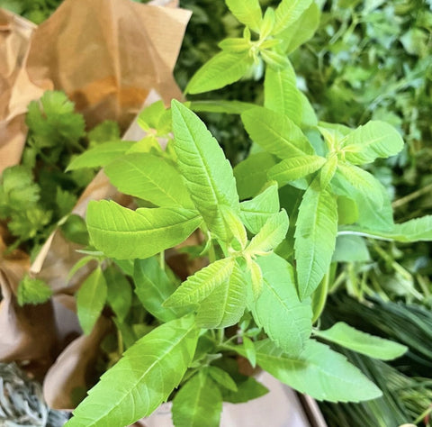 VERVEINE FRAICHE BIO