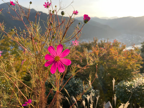 DE L'ALIMENTATION INDUSTRIELLE A LA REDECOUVERTE DU SAIN