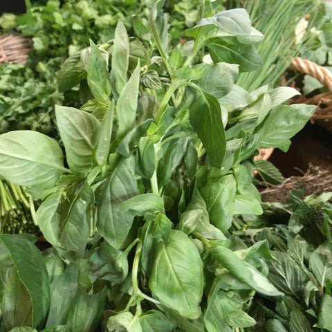 BASILIC BIO