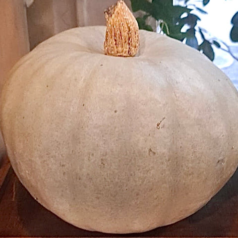 COURGE BLEUE « DE HONGRIE » BIO
