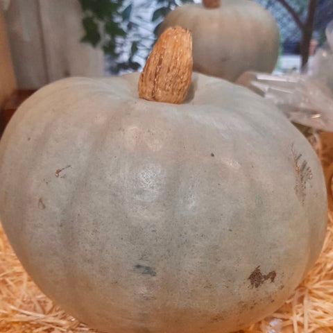 COURGE BLEUE « DE HONGRIE » BIO