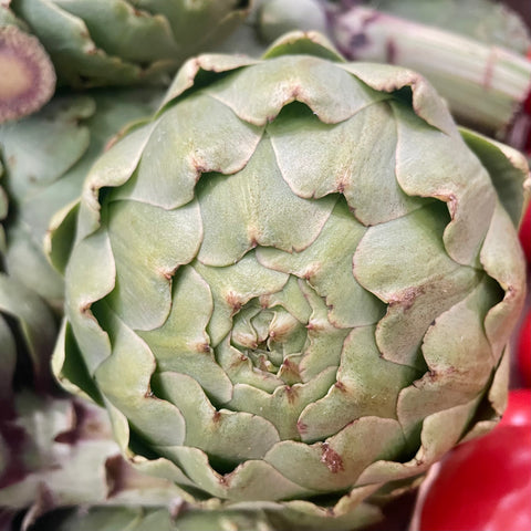 ARTICHAUT GREEN QUEEN BIO