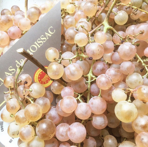 RAISIN CHASSELAS DE MOISSAC BIO AOC