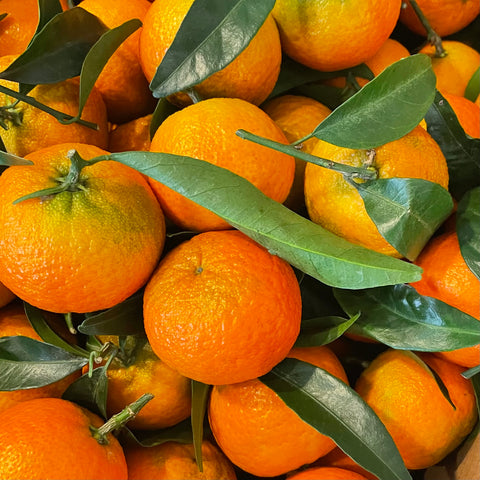 CLEMENTINES CORSES BIO