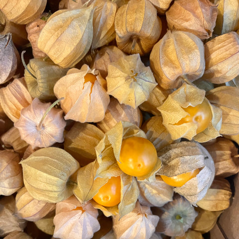 PHYSALIS BIO
