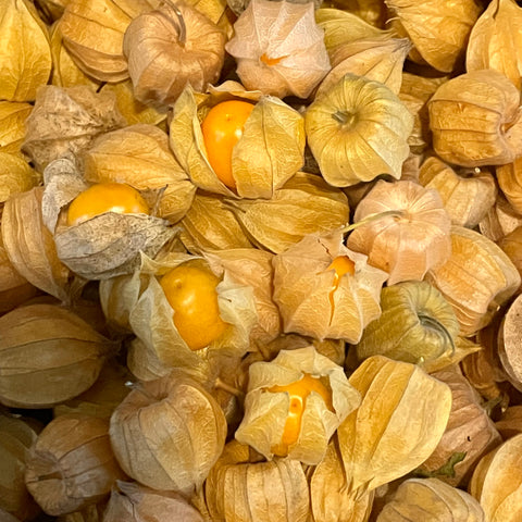 PHYSALIS BIO