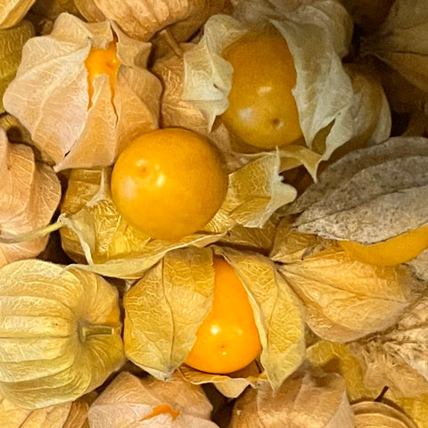 PHYSALIS BIO