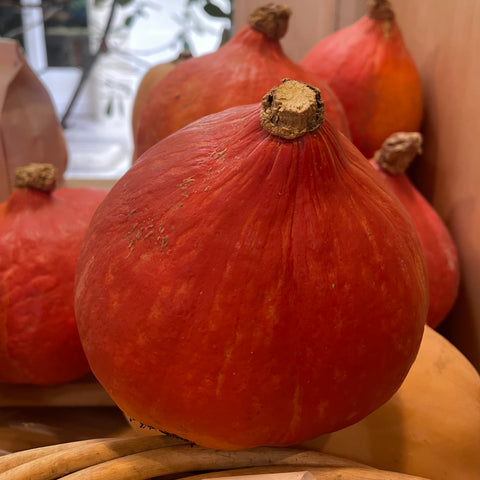 POTIMARRON ORANGE BIO