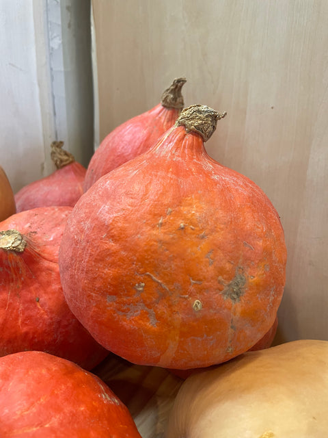 POTIMARRON ORANGE BIO