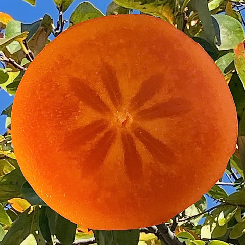 KAKI DE PROVENCE BIO