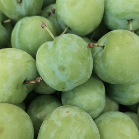 PRUNE REINE CLAUDE BIO