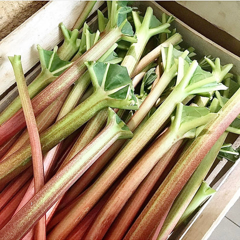 RHUBARBE BIO