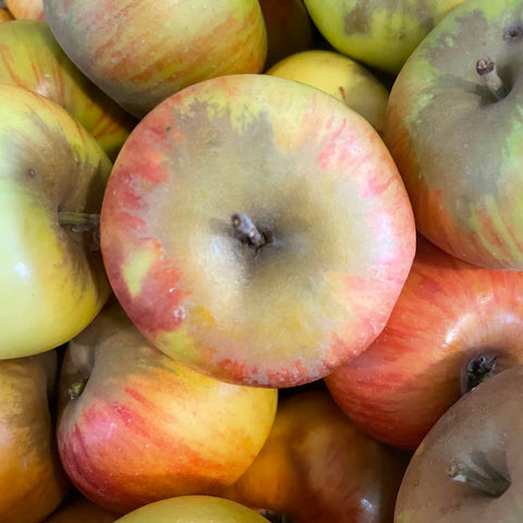POMME REINETTE BIO